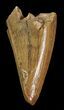 Albertosaurus Premax Tooth - Alberta (Disposition #-) #67617-1